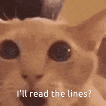 a close up of a cat 's face with the words i 'll read the lines