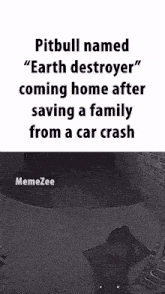 a pitbull named " earth destroyer " is coming home after saving a family from a car crash