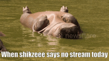 Shikzeee Stream Shikzeee No Stream GIF - Shikzeee Stream Shikzeee No Stream Shikzeee GIFs