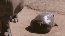 Shower Time National Geographic GIF - Shower Time National Geographic Secrets Of The Zoo Down GIFs