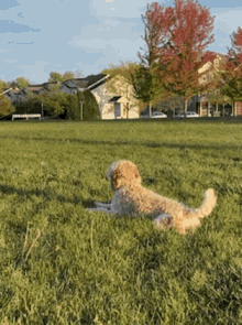 Real Tail GIF - Real Tail Dog GIFs