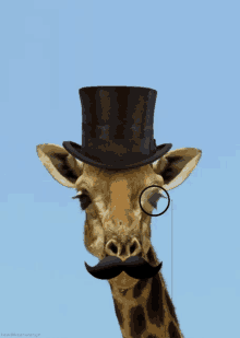 Cool Giraffe GIFs | Tenor