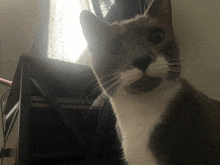 a close up of a cat 's face with a white nose