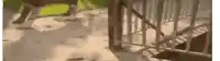 a dog is walking down a set of stairs next to a railing .