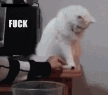Fuck These GIF - Cat Angry Hate GIFs