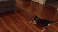 a small black and white dog playing with a toy