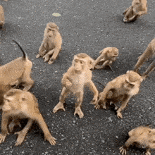 a group of monkeys are standing on the ground and looking at the camera .