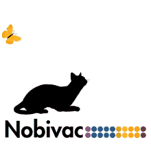 Vacina Nobivac GIF - Vacina Nobivac Cat GIFs