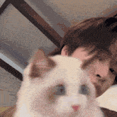 Lord Jumu Cat GIF - Lord Jumu Cat Gemini Norawit GIFs