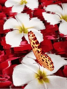 Butterfly Flowers GIF - Butterfly Flowers GIFs