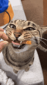 Kiji Cat Kiji Eating GIF - Kiji Cat Kiji Kiji Eating GIFs