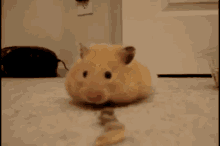 Om Nom Nom GIF - Hamster Cute Eating GIFs
