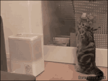 Cat Vs Steam GIF - Cats Humidifier Pawing GIFs