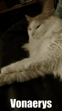 Daelyria Good Morning GIF - Daelyria Good Morning Cat GIFs