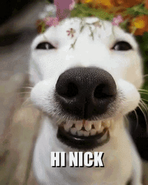 Izzy Says Hi Hi Nick GIF - Izzy Says Hi Hi Nick GIFs