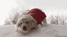Snow Golden Retriever GIF - Snow Golden Retriever Puppy GIFs