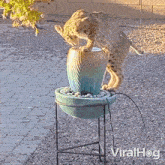 A Cat Is Drinking Water Viralhog GIF - A Cat Is Drinking Water Cat Viralhog GIFs