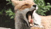 Fox Yawn GIF