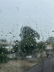 rain drops on a window with a tree in the distance