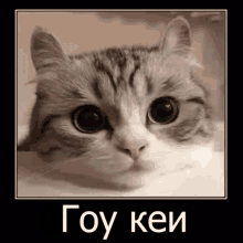 a picture of a cat with a caption in russian