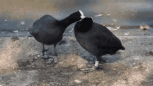 Coot Meerkoet GIF - Coot Meerkoet Birds GIFs