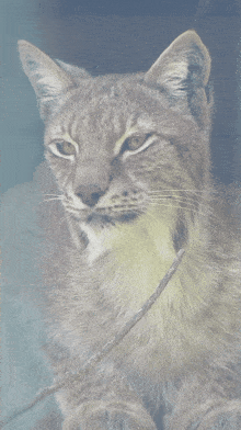 a close up of a cat with its eyes closed and a stick in its mouth