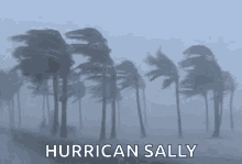 Hurricane Windy GIF - Hurricane Windy Strong Winds GIFs