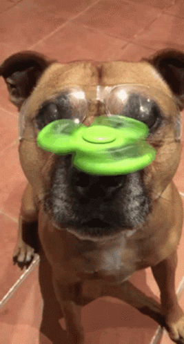 Axle Fidget Spinner GIF - Axle Fidget Spinner Fidget Dog - Discover & Share  GIFs