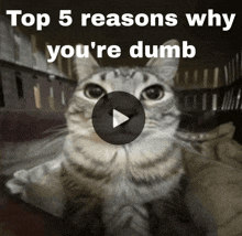 a picture of a cat with the words top 5 reasons why you 're dumb above it