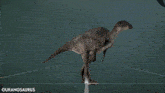 a drawing of a dinosaur with the name ouranosaurus on it