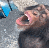 Monkey Monkey Drinks Coolaid GIF
