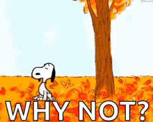 snoopy is standing next to a tree in a field of leaves with the words `` why not '' .