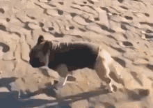 Beach Bulldog GIF - Bulldog Dog Run GIFs