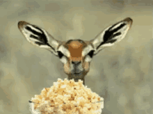 Interesting GIF - Antelope Eat Eating GIFs