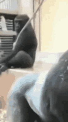 a gorilla is sitting on a table with a stick in its hand