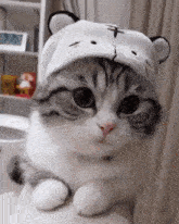a cat wearing a tiger hat is laying on a couch .