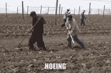 Hoeing Gardening GIF - Hoeing Gardening Weeding GIFs