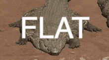 Flatfuckfriday Wide Gator GIF - Flatfuckfriday Wide Gator Alligator GIFs