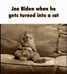 Cat Joe Biden GIF - Cat Joe Biden Dance GIFs