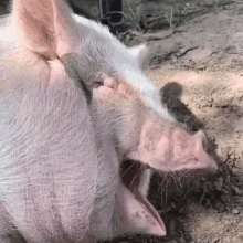 Pig Laughs GIF - Pig Laughs GIFs