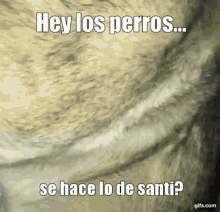 Hey Los Perros Cc GIF - Hey Los Perros Cc Santi GIFs