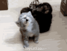 Kissa Cat GIF - Kissa Cat Ai Että GIFs
