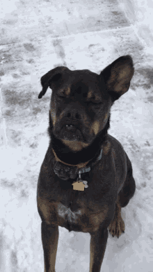 a black dog with a tag that says ' amanda ' on it is standing in the snow