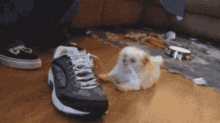 Dog Cute GIF - Dog Cute Shoe GIFs