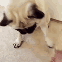 Pug Shake GIF - Pug Shake Dogs GIFs