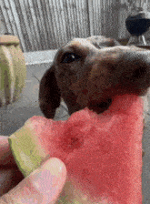 Funny Dog Eating GIF - Funny Dog Eating Dog GIFs