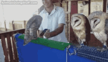 a man is feeding three owls with animalsdoingstuff.com written in the corner
