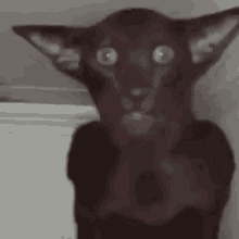 Byuntear Cat GIF - Byuntear Cat Staring Meme GIFs