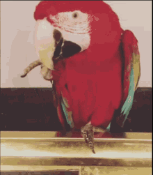 parrot dance