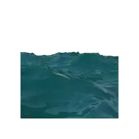 a shark is swimming in the ocean and eating a piece of meat